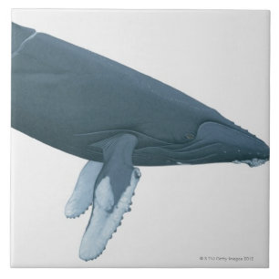 Carreau Baleine de bosse