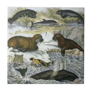 Carreau Baleines vintages, phoques et morses, animaux mari