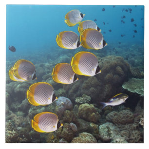 Carreau Bali, Indonésie