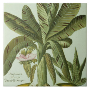 Carreau Banane, de Phytanthoza Iconographi de J.