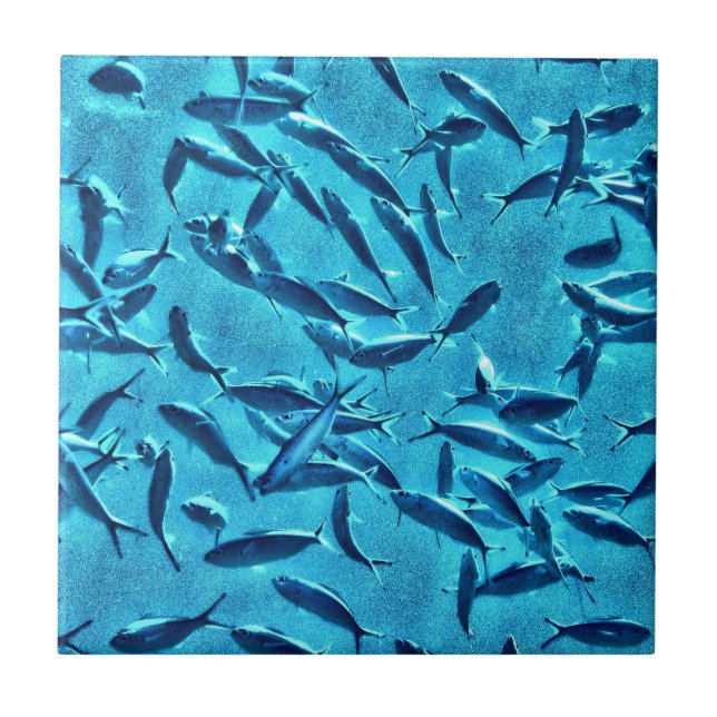 Carreau Banc des poissons (Devant)