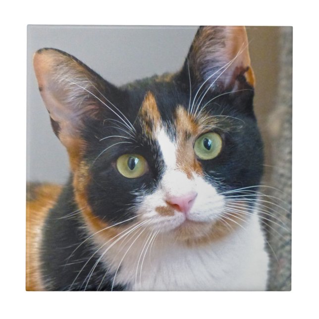 Carreau Bandit (Devant)