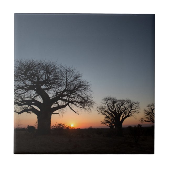 Carreau Baobabs sacrés (Devant)