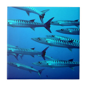 Carreau barracuda plongée mer profonde océan eau tropicale