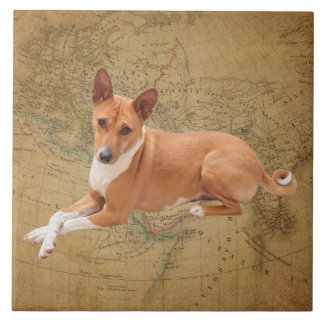 Carreau Basenji Dog 