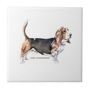 Carreau Basset Hound