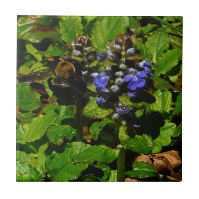 Carreau Baume d'abeille pourpre et bourdon (Devant)