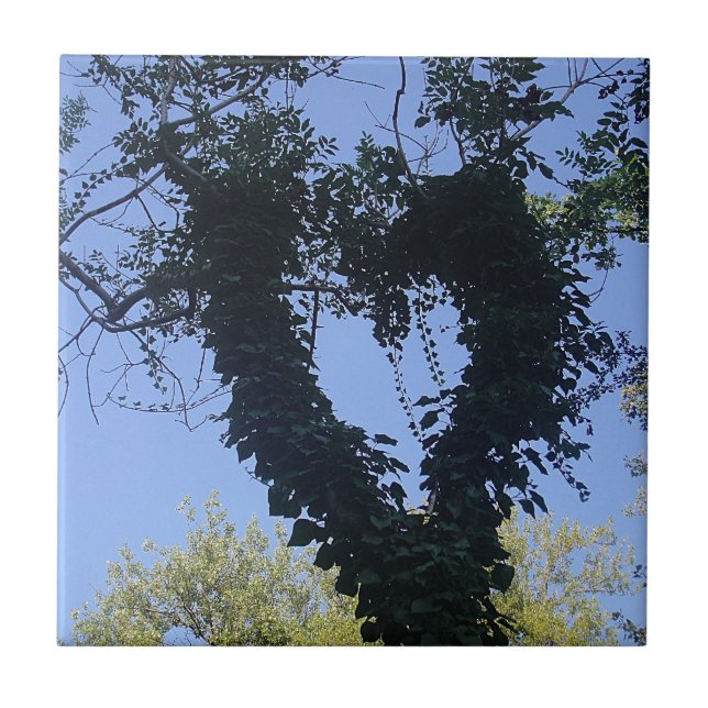 Carreau Baumherz (Devant)