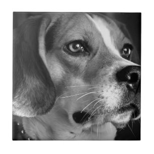 Carreau Beagle