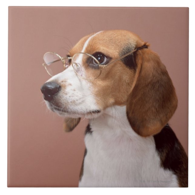 Carreau Beagle (Devant)