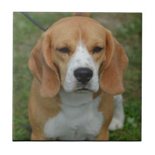 Carreau Beagle adorable