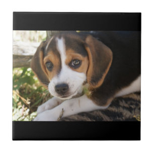 Carreau Beagle de chiot