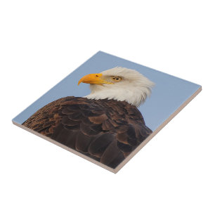 Carreau Beau aigle à tête blanche dans un arbre