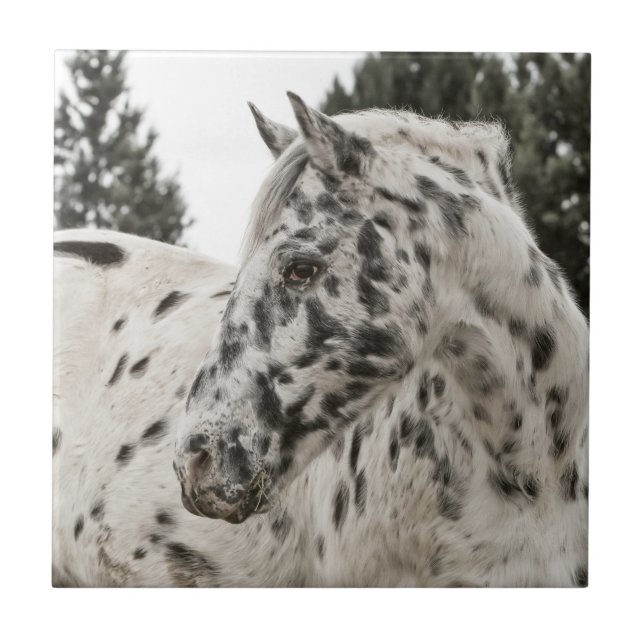Carreau Beau Appaloosa Horse (Devant)