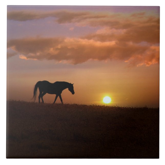 Carreau Beau Arabian Horse et Sunrise Art Carrelage (Devant)