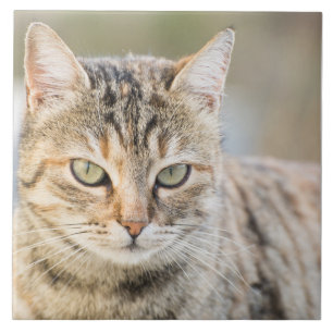 Carreau Beau chat