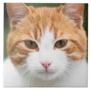 Carreau Beau chat rouge