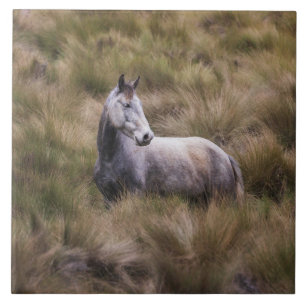 Carreau Beau Cheval gris coloré