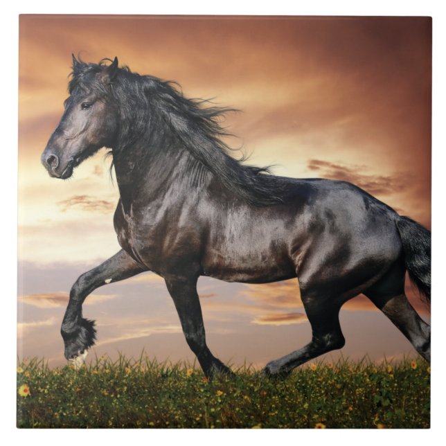Carreau Beau Cheval Noir (Devant)