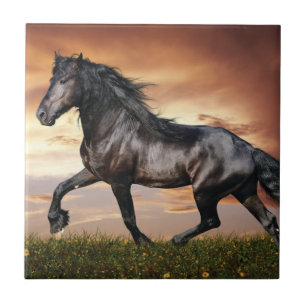 Carreau Beau Cheval Noir