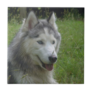 Carreau Beau Chien à chiots Husky Sibérien