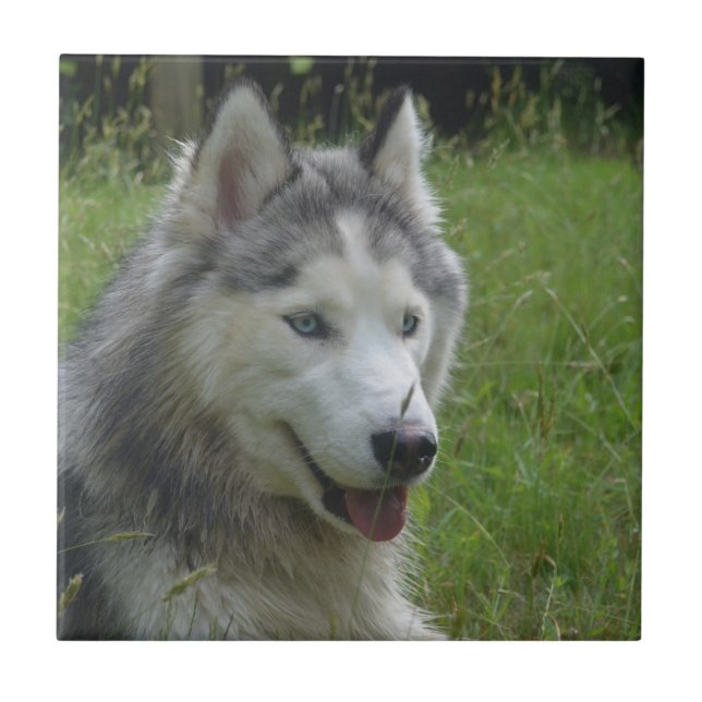 Carreau Beau Chien à chiots Husky Sibérien (Devant)