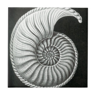 Carreau Beau dessin au crayon d'ammonite d'Amaltheus