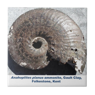 Carreau Beau fossile d'ammonite de pyrite montrant des