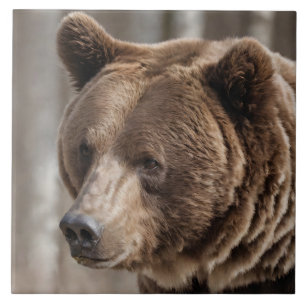 Carreau Beau Grizzly Portrait Ours Brown
