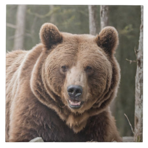 Carreau Beau Grizzly Portrait Ours Brown Ours 4a