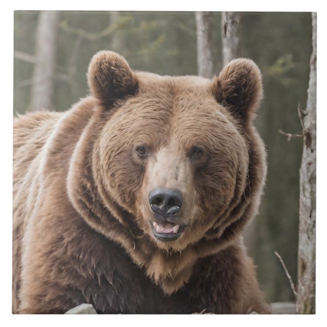 Carreau Beau Grizzly Portrait Ours Brown Ours 4a (Devant)