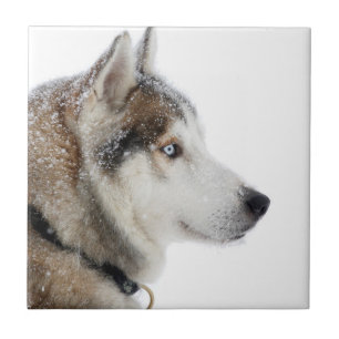 Carreau Beau Husky sibérien dans la neige