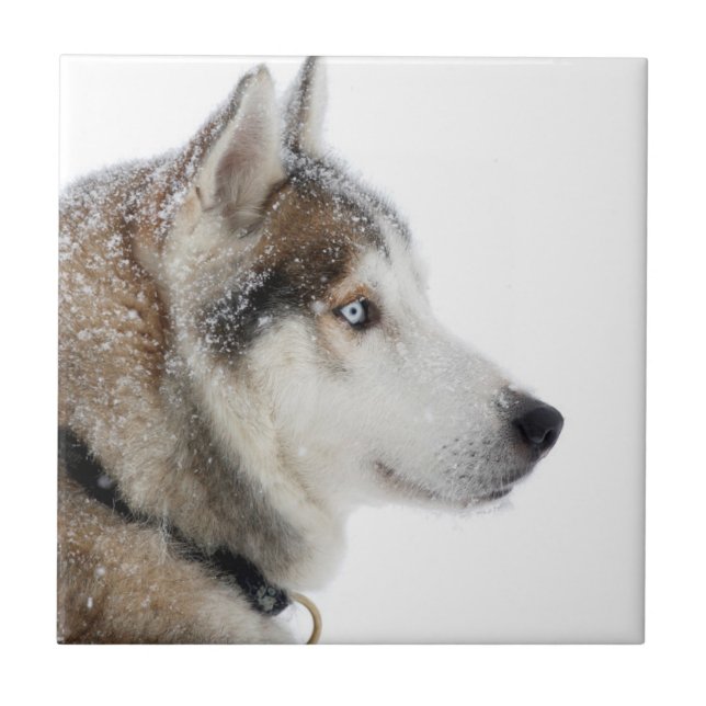 Carreau Beau Husky sibérien dans la neige (Devant)