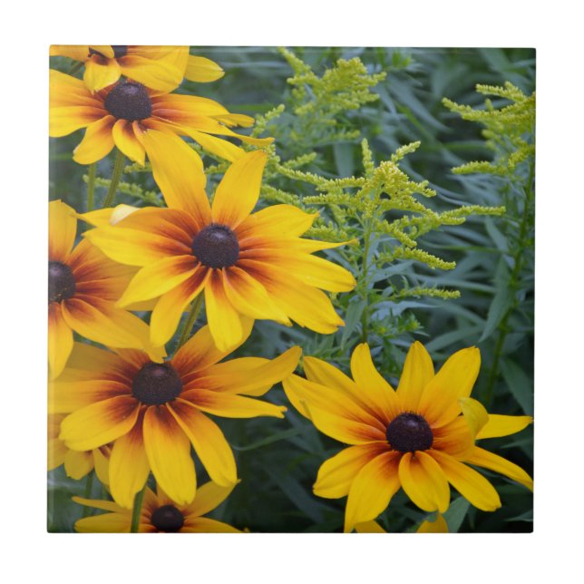 Carreau Beau jardin de fleurs de susan aux yeux noirs (Devant)