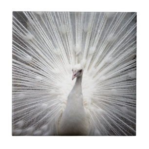 Carreau Beau paon blanc