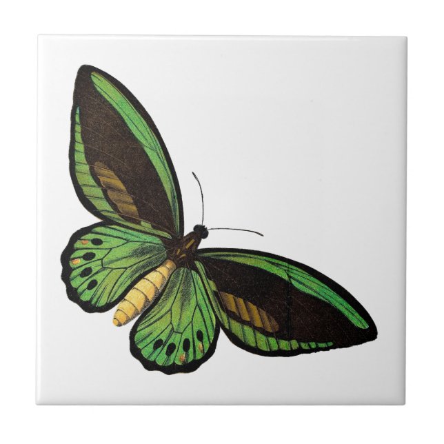 Carreau Beau papillon vert (Devant)
