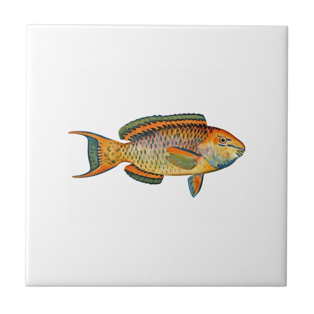 Carreau Beau poisson hawaïen - poisson perroquet royal (Devant)