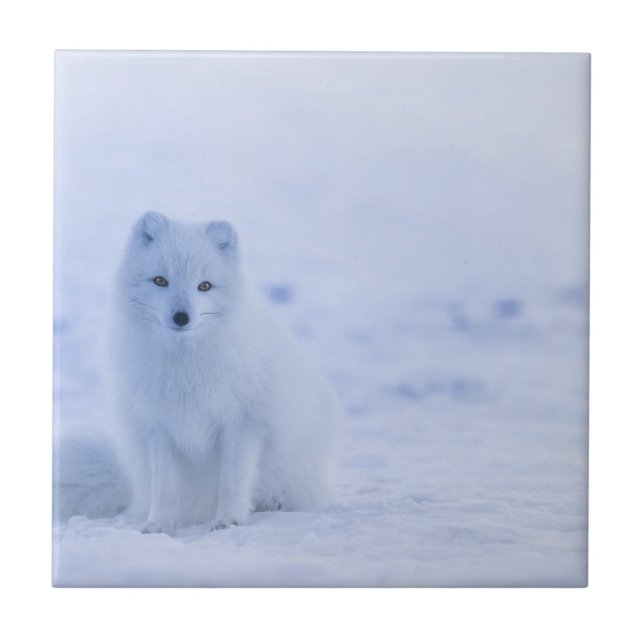 Carreau Beau renard arctique (Devant)
