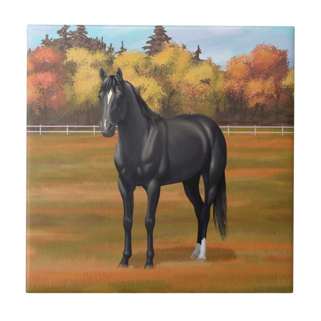 Carreau Beau Stallion Cheval du Quartier Noir (Devant)