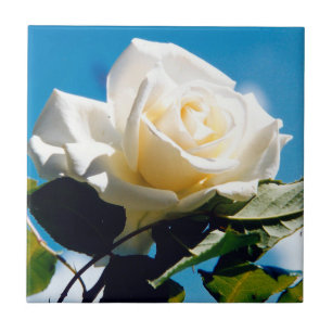 Carreau Beauté de Rose blanche
