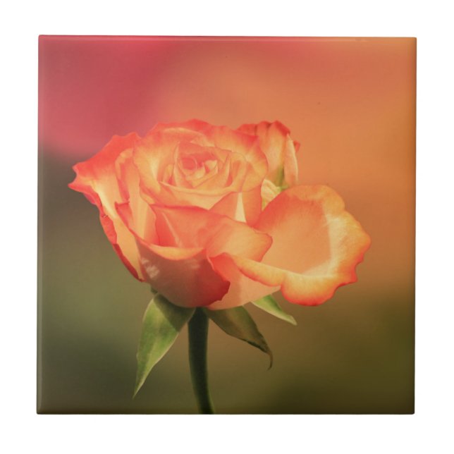 Carreau Beautiful Romantic Rose Photograph (Devant)