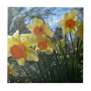 Carreau Beautiful spring yellow,orange daffodil flowers
