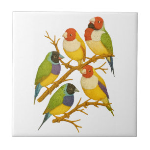 Carreau Beaux oiseaux sur la branche