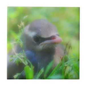 Carreau Bébé Cèdre cire Oiseau animal