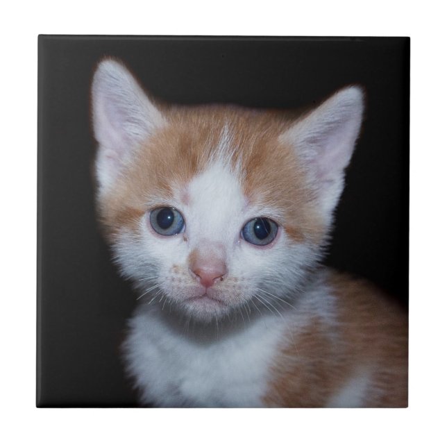Carreau Bébé chaton orange et blanc (Devant)