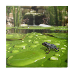 Carreau Bébé crapaud dans l'étang