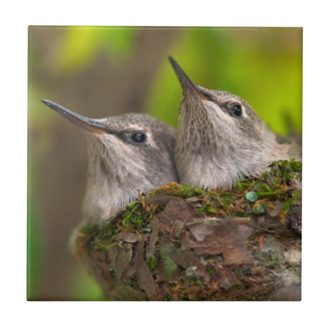 Carreau Bébé hummingbirds (Devant)