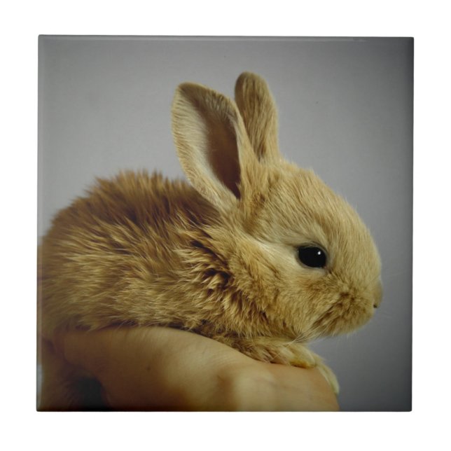 Carreau Bébé Lapin Mignon dans la Main (Devant)