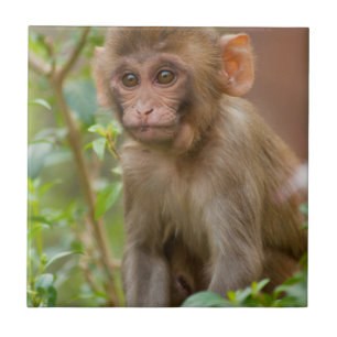 Carreau Bébé Macaque Rhésus, Temple du Singe, Jaipur