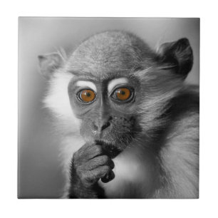 Carreau Bébé Mangabey